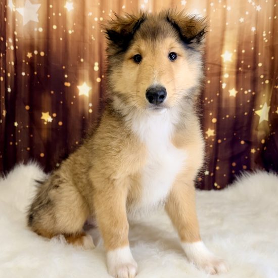 Collie (M) My Name Is Cheeto (pp)