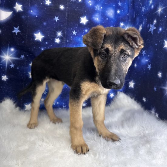 German Shepherd (F) My Name Is Georgia (tpc)