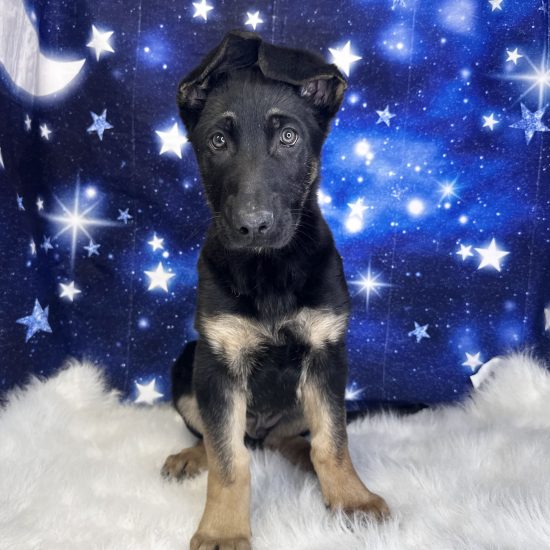 German Shepherd (M) My Name Is Grady (tpc) (Found a Loving Home 2-2-2026, Pick Up?)