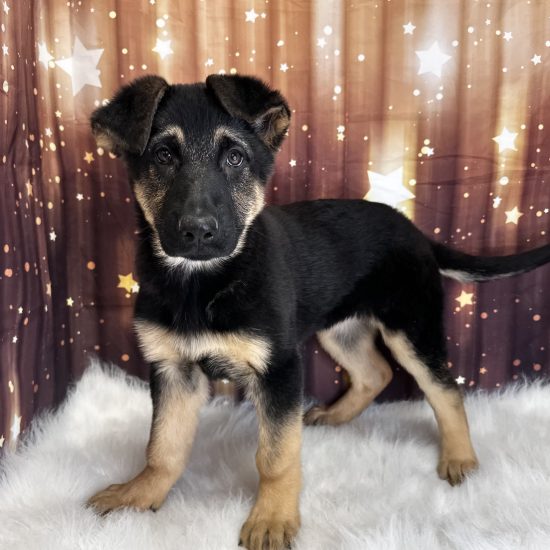 German Shepherd (F) My Name Is Gretchen (pny)