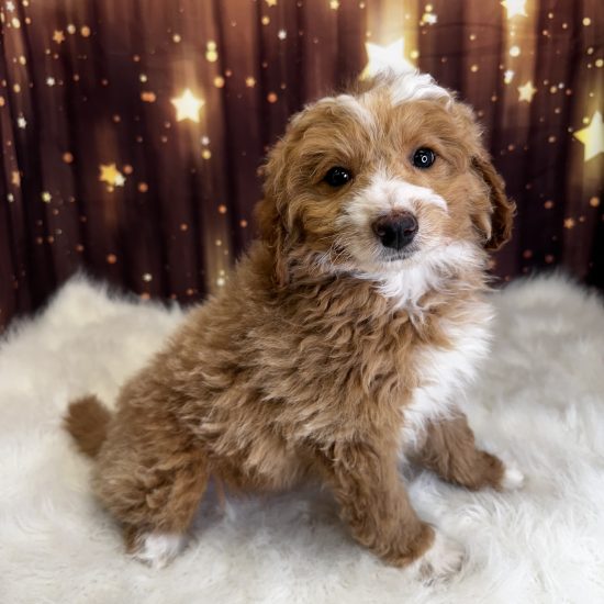 Pomapoo *Hybrid (M#1) My Name Is Pico (pny)