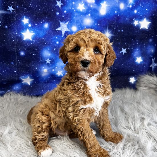 Goldendoodle, Mini (M) My Name Is Gus (tpc)