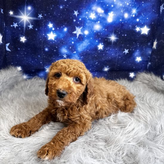 Goldendoodle, Mini (M) My Name Is Gary (tpc)