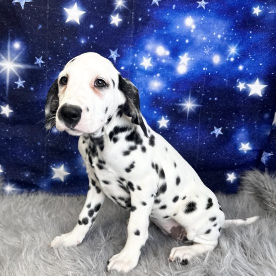 Dalmatian (F) My Name Is Dory (tpc)
