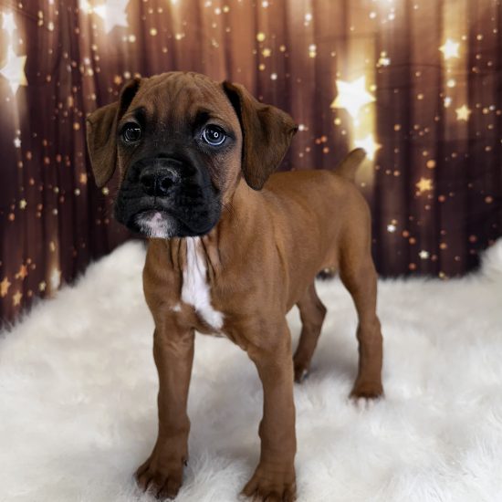 Boxer (M) My Name Is Brett (pny)