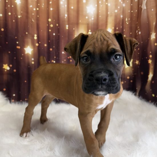 Boxer (M) My Name Is Bowser (pny)