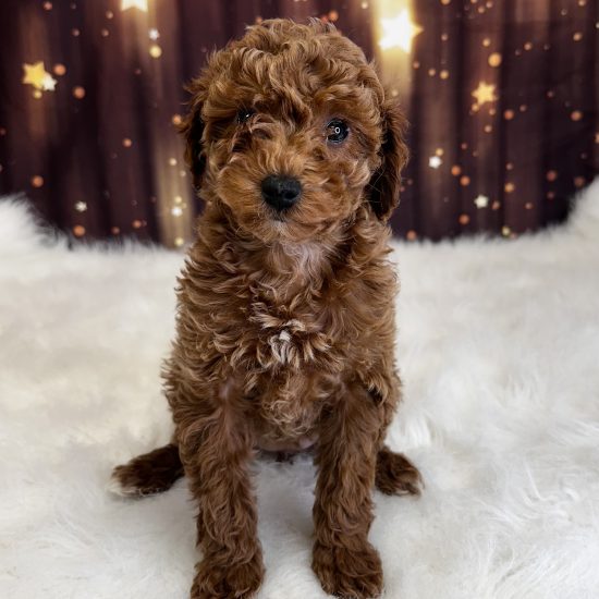 Poodle, Mini (F) My Name Is Phoebe (pny)