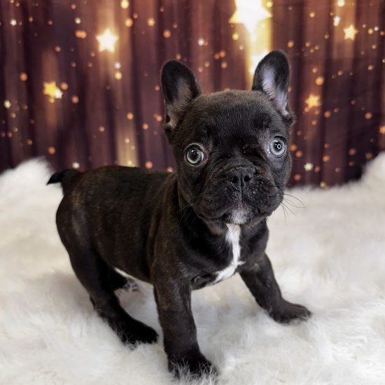 French Bulldog (F#4) My Name Is Francesca (pny)