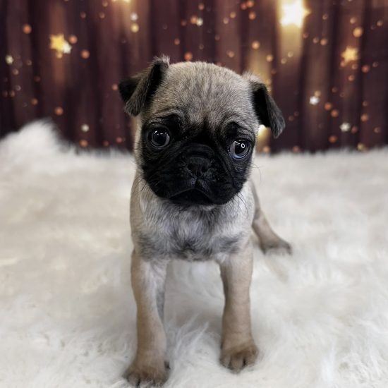 Pug (F) My Name Is Poppy (pny)