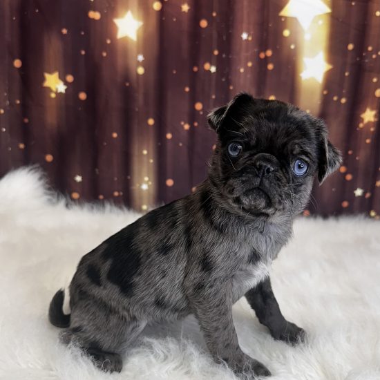 Pug (F) My Name Is Pawnee (pny)