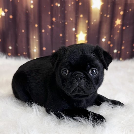 Pug (M) My Name Is Preston (pny)