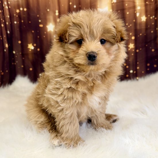 Pomapoo *Hybrid (M) My Name Is Perry (pny)