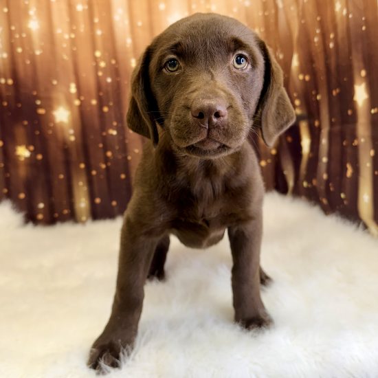 Labrador Retriever (F#1) My Name Is Louise (pny)
