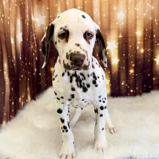 Dalmatian (M) My Name Is Dougan (pny)