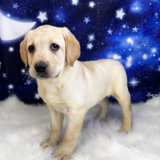 Labrador Retriever (F#2) My Name Is Lainey (tpc)