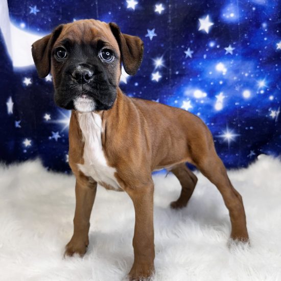 Boxer (M) My Name Is Benson (tpc) (Found a Loving Home 2-15-2026, Pick Up?)
