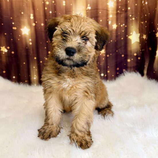 Wheaten Terrier (M) My Name Is Warner (pny)