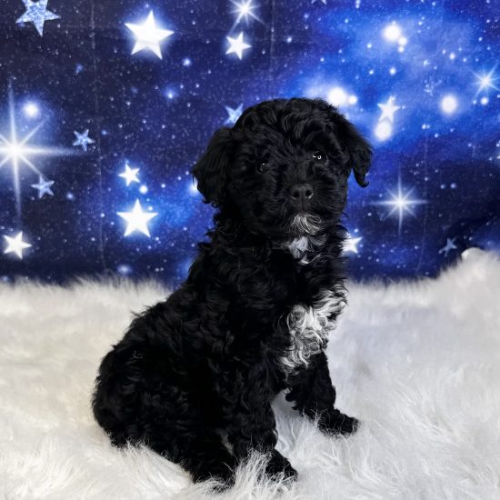 Poodle, Mini (F) My Name Is Pixie (tpc)