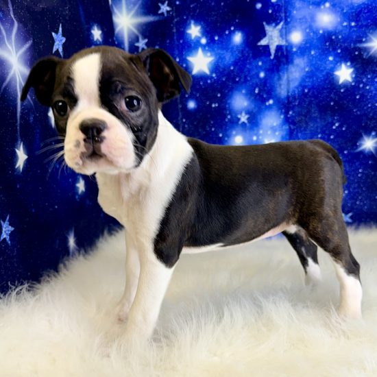 Boston Terrier (F) My Name Is Blakely (tpc)