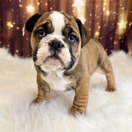 English Bulldog (F#1B) My Name Is Emmy (pny)