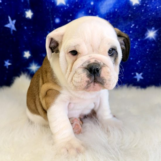 English Bulldog (F#1) My Name Is Eva (tpc)