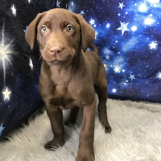 Labrador Retriever (M#4) My Name Is Lyle (pm)