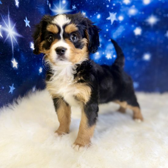 Bernese Mountain Dog, Mini, *Hybrid (M#1) My Name Is Baker (tpc)