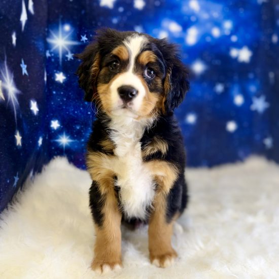 Bernese Mountain Dog, Mini, *Hybrid (M#1) My Name Is Bingo (tpc)