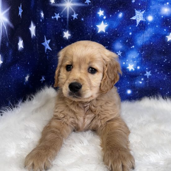 Golden Retriever (M) My Name Is Geo (tpc)