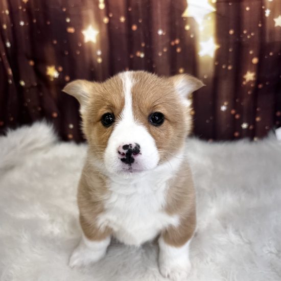 Pembroke Welsh Corgi (F#2) My Name Is Penelope (pny)