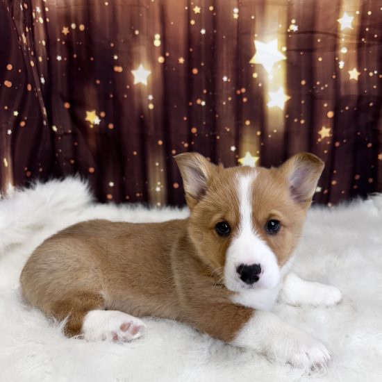 Pembroke Welsh Corgi (M#2) My Name Is Pascal (pny)