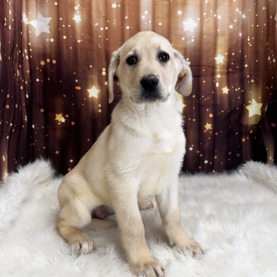 Labrador Retriever (F#3) My Name Is Lainey (pny)