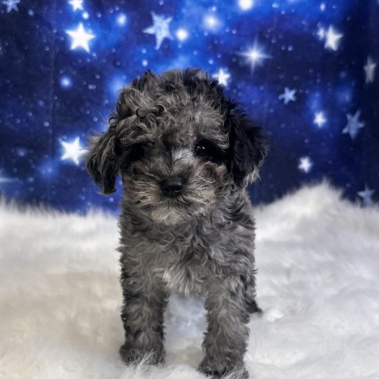 Cavapoo *Hybrid (M) My Name Is Calvin (tpc)