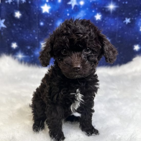 Cavapoo *Hybrid (F) My Name Is Cocoa (tpc)