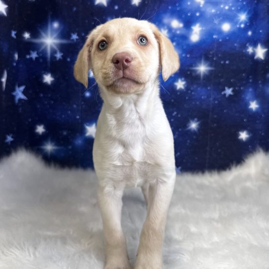 Labrador Retriever (F#4) My Name Is Libby (tpc)