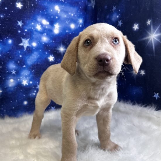 Labrador Retriever (M#4) My Name Is Lenny (tpc)