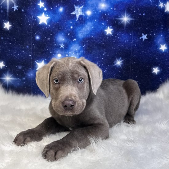 Labrador Retriever (M#4) My Name Is Lex (tpc)