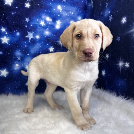 Labrador Retriever (M#4) My Name Is Lincoln (tpc)