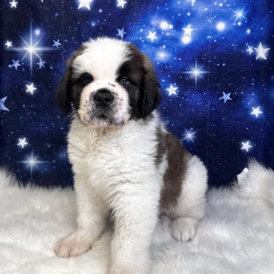Saint Bernard (M) My Name Is Sarge (tpc)