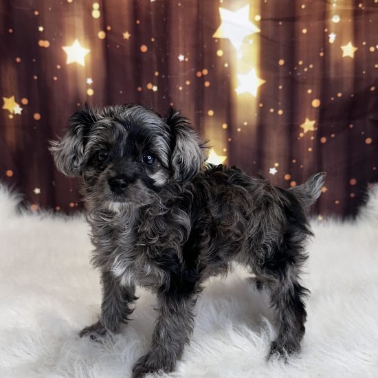 Cavapoo *Hybrid (F) My Name Is Cheryl (pny)