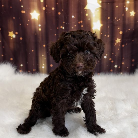 Cavapoo *Hybrid (M) My Name Is Chauncey (pny)
