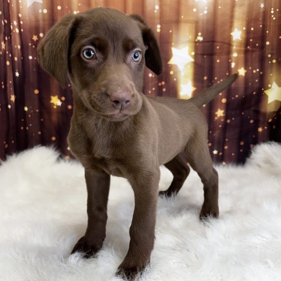 Labrador Retriever (F#4) My Name Is Layla (pny)