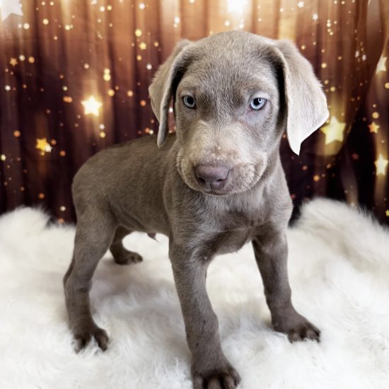 Labrador Retriever (M#4) My Name Is Levi (pny)