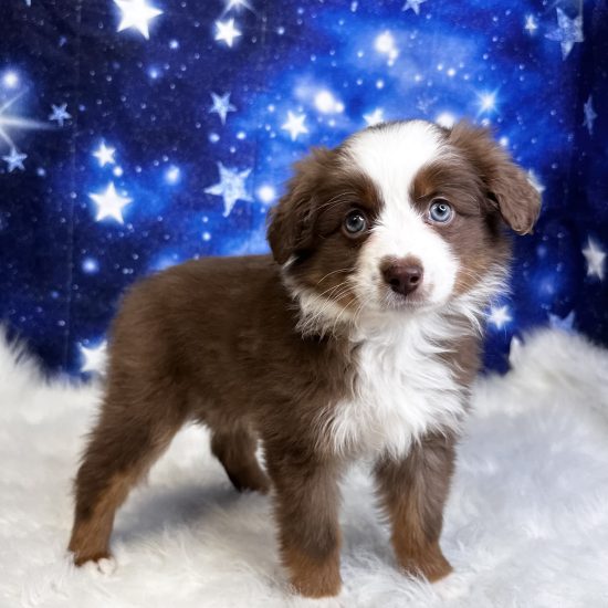 Australian Shepherd, Mini (F#4) My Name Is Anita (pm)