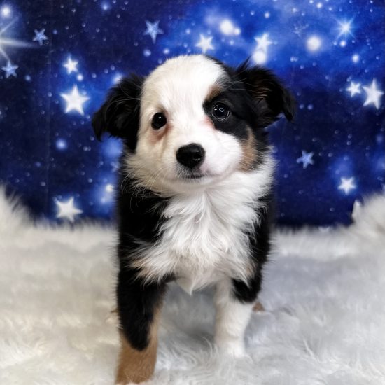 Australian Shepherd, Mini (F#4) My Name Is Allie (pp)