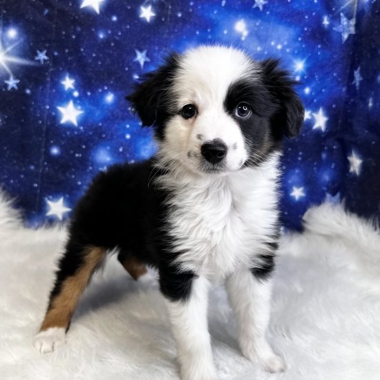 Australian Shepherd, Mini (F#4) My Name Is Amy (tpc)