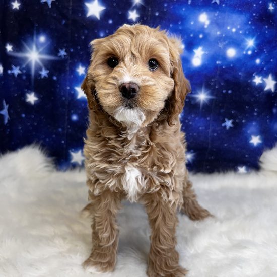 Cockapoo *Hybrid (M#1A) My Name Is Cosmo (pm)
