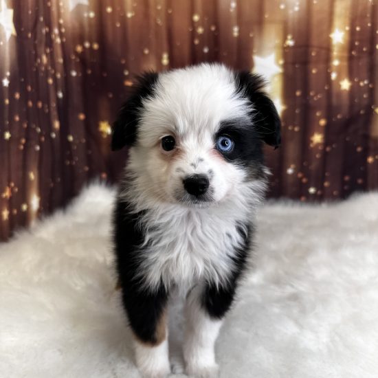 Australian Shepherd, Mini (M#4) My Name Is Abner (pny) (Found a Loving Home 3-21-2026)