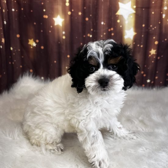 Cockapoo *Hybrid (M#1) My Name Is Carl (pp)