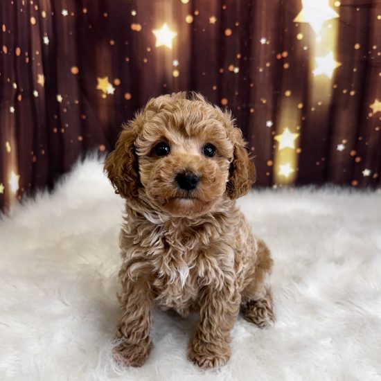 Poodle, Mini (F) My Name Is Pandora (pny)